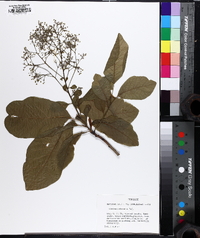 Cotinus obovatus image