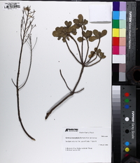 Garberia heterophylla image