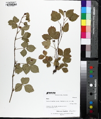 Rubus enslenii image