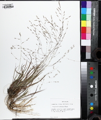 Eragrostis refracta image