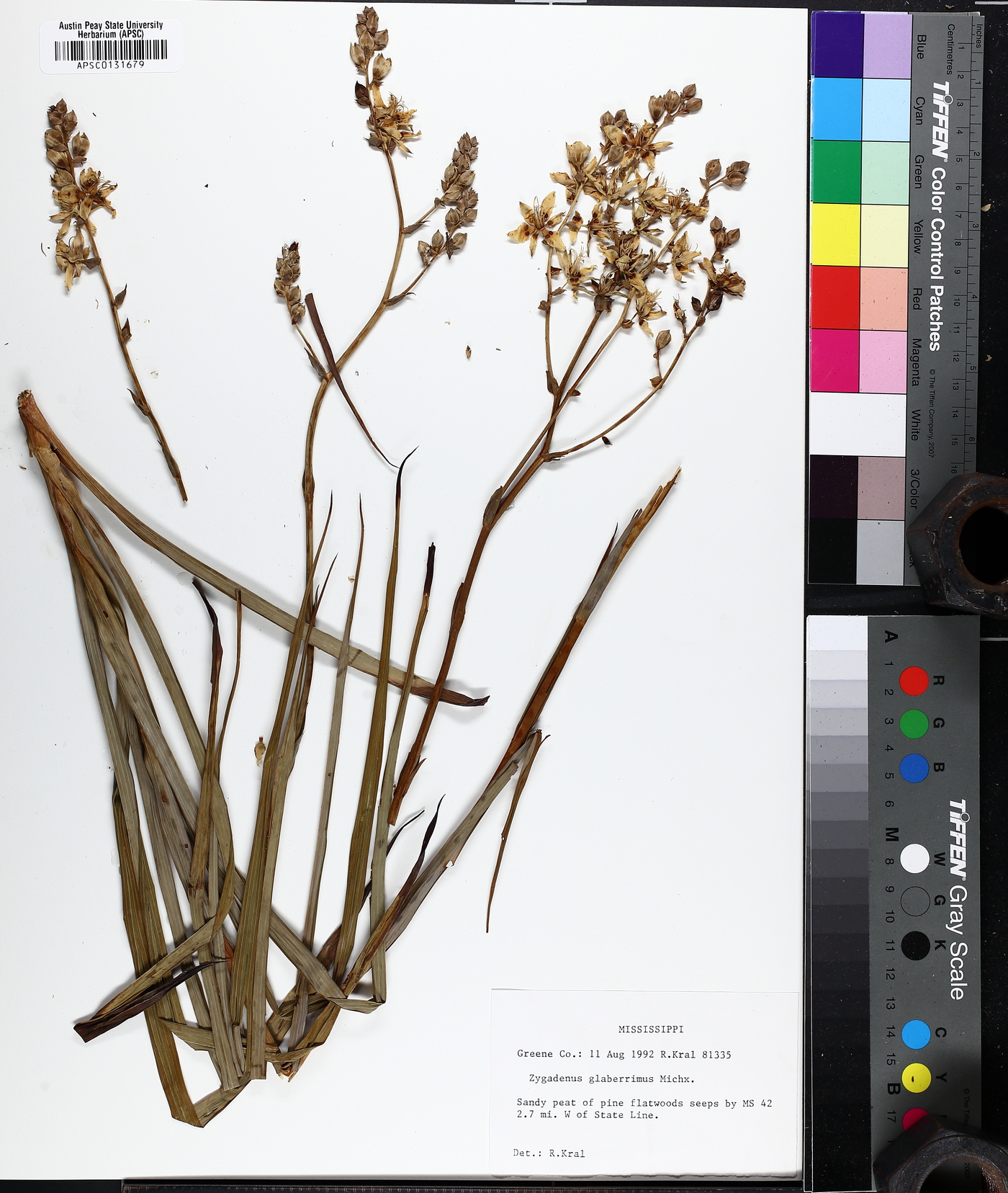 Zigadenus glaberrimus image