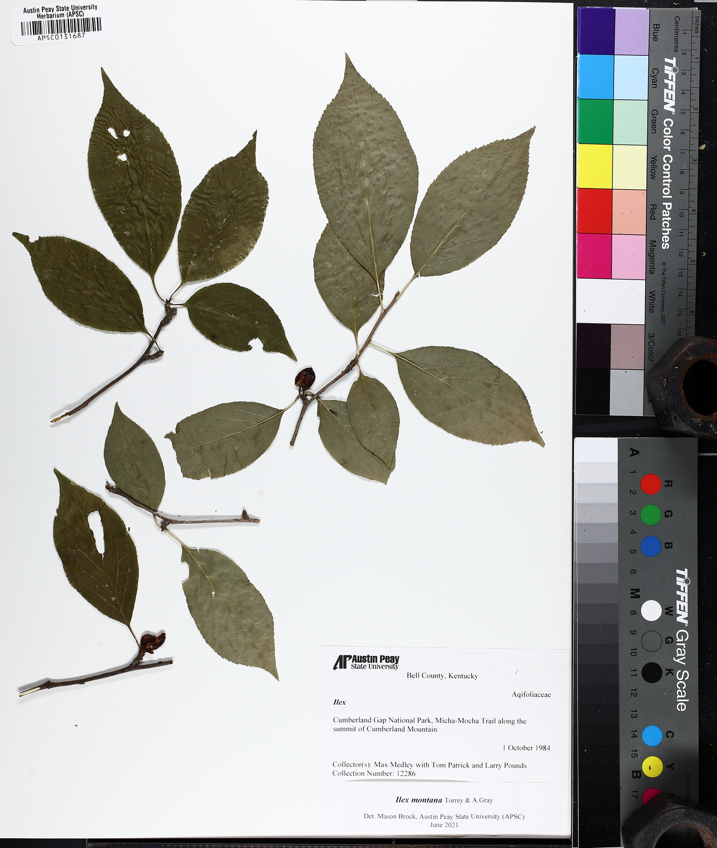 Ilex montana image