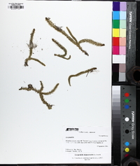 Lycopodiella alopecuroides image