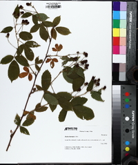 Rubus argutus image