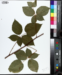 Rubus argutus image