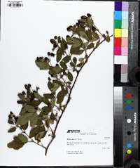 Rubus argutus image