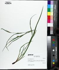 Carex planispicata image