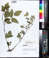 Rubus flagellaris image