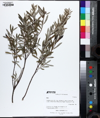 Salix occidentalis image