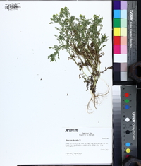 Matricaria discoidea image