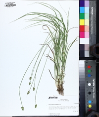 Carex leavenworthii image