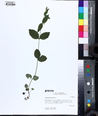 Scutellaria nervosa image