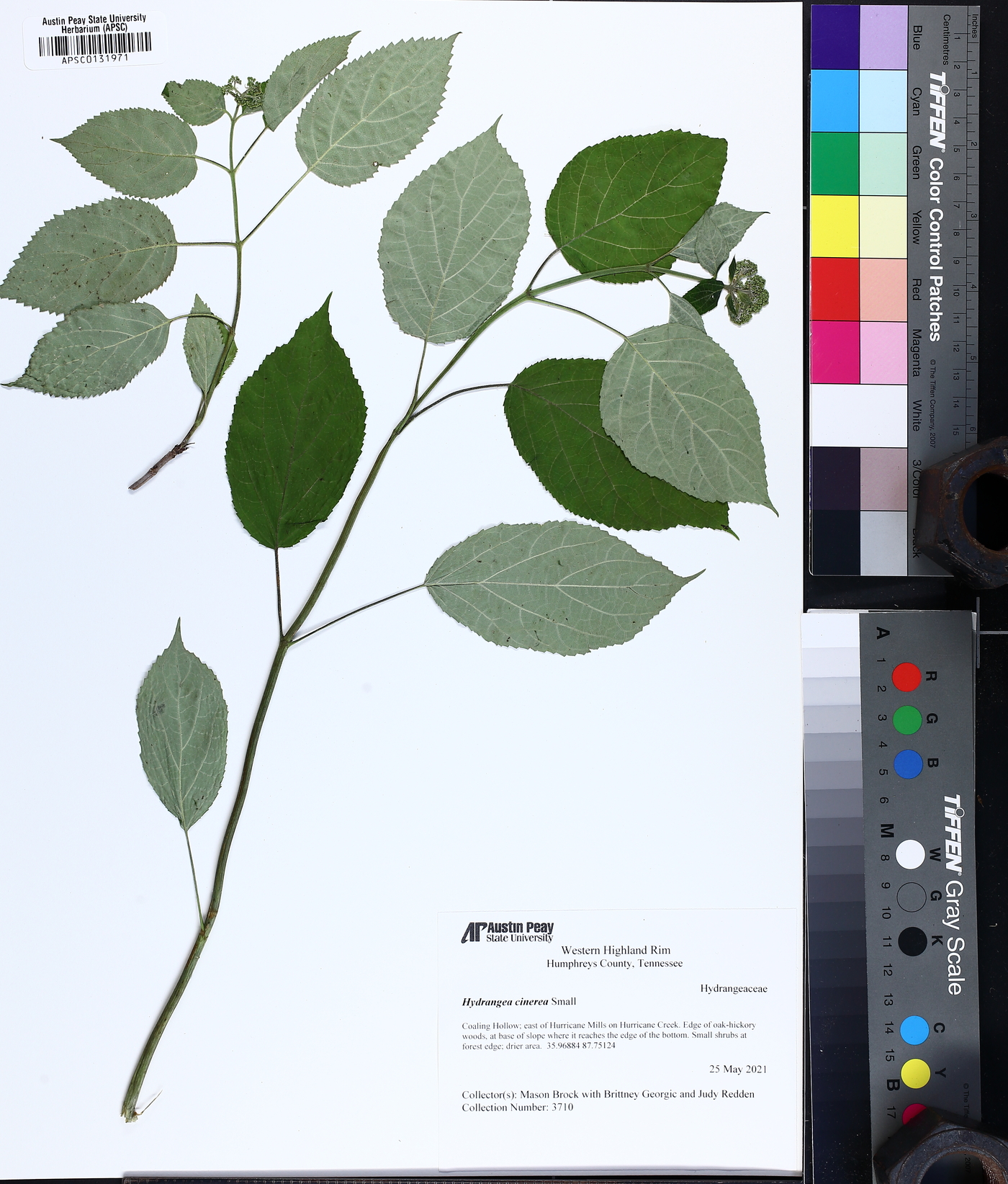 Hydrangea cinerea image