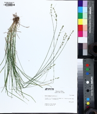 Carex radiata image