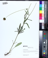 Coreopsis debilis image