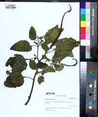 Heliotropium indicum image