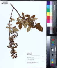 Rubus argutus image