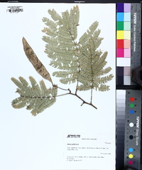 Albizia julibrissin image