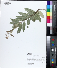 Quercus incana image