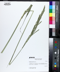 Paspalum urvillei image