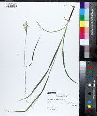 Carex oxylepis image