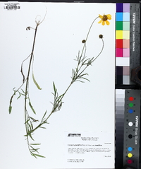 Coreopsis grandiflora image