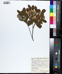 Rhododendron arborescens image