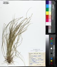 Carex radiata image