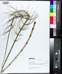 Equisetum fluviatile image