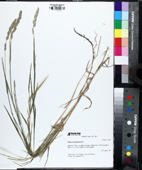 Muhlenbergia glomerata image