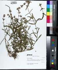 Stachys hyssopifolia image