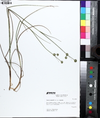 Juncus scirpoides image