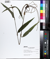 Tradescantia subaspera image