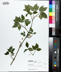 Staphylea trifolia image