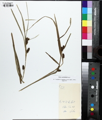 Carex aureolensis image