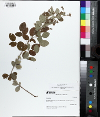 Lespedeza bicolor image