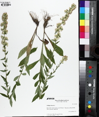 Solidago bicolor image