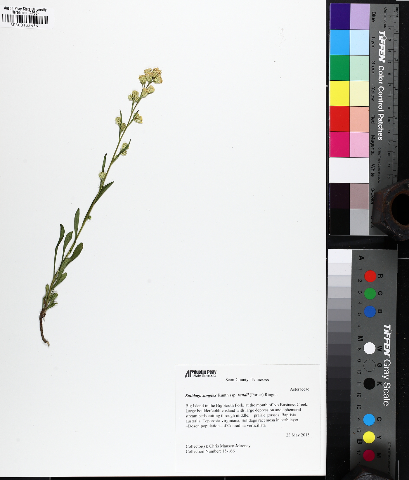 Solidago racemosa image