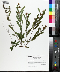 Hypericum prolificum image