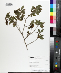 Vaccinium simulatum image