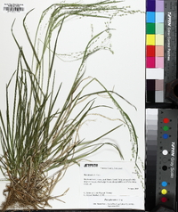 Poa alsodes image