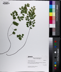 Adiantum capillus-veneris image