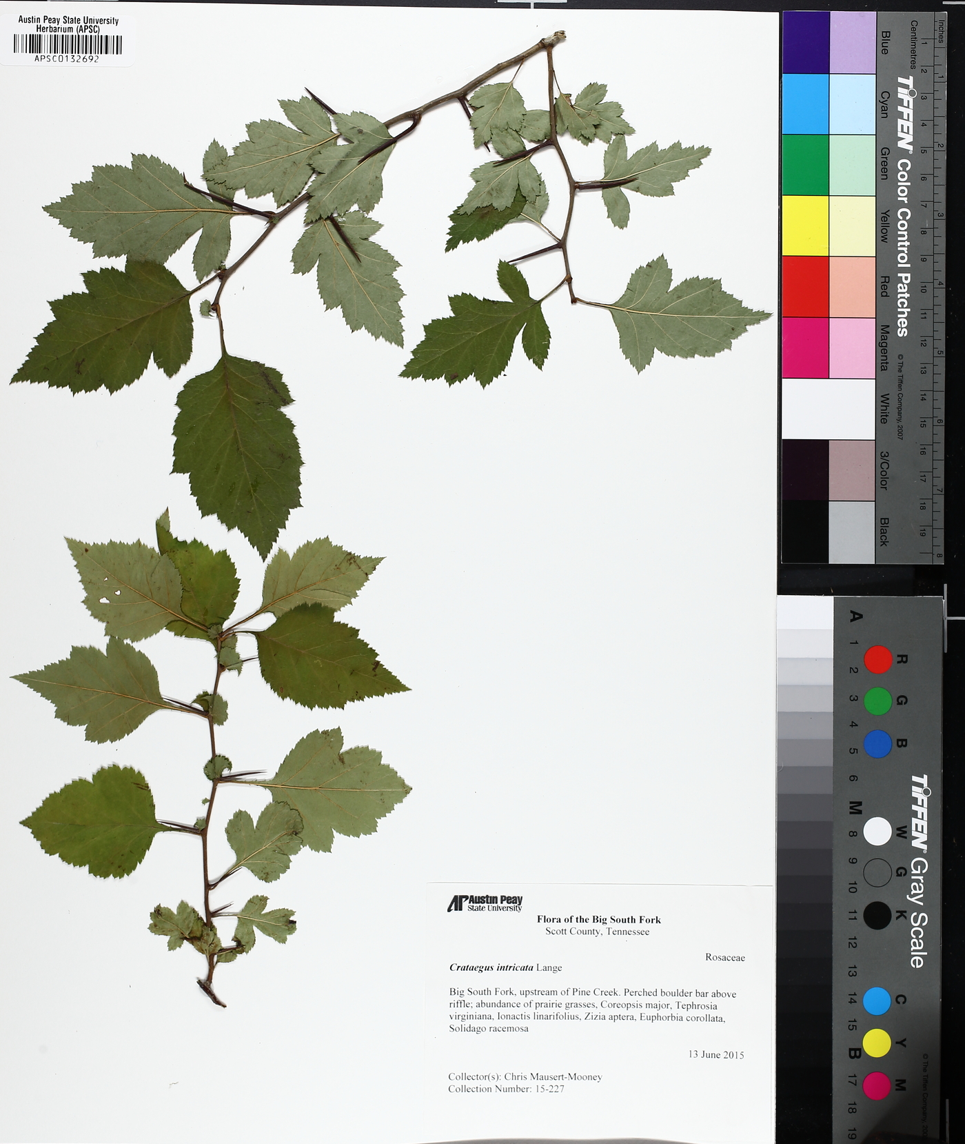 Crataegus intricata image