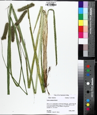 Carex comosa image