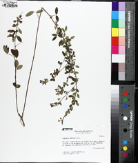 Lespedeza violacea image