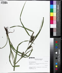 Carex aureolensis image