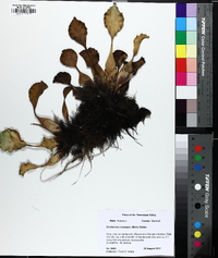 Eichhornia crassipes image