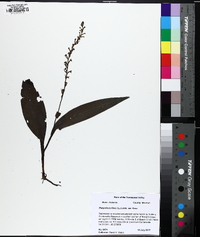 Platanthera flava image