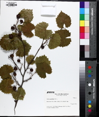 Muscadinia rotundifolia image