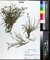 Juncus repens image